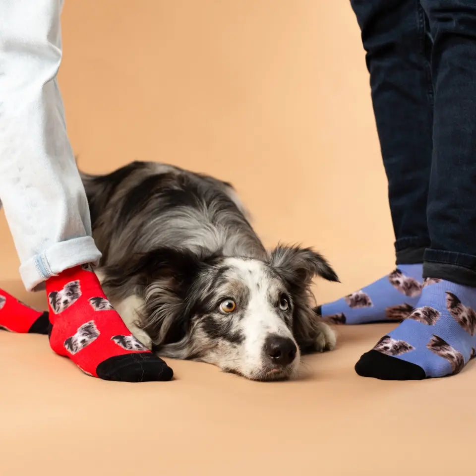 Calcetines personalizados con tu perro